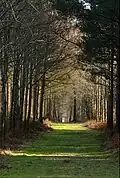 Dans la forêt de Grimbosq.