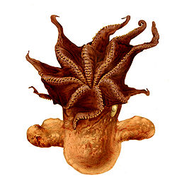 Grimpoteuthis umbellata.