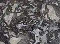 Gris cévenol