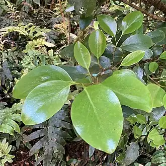Description de l'image Griselinia littoralis 258334503.jpg.
