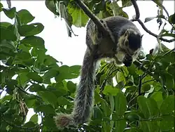 Individu aperçu au sanctuaire de la vie sauvage de la Cauvery, dans le sud de l'Inde.