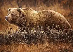 Photographie d'un ours grizzli marchant dans des plantes.
