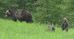 Un ours grizzly et deux oursons dans le pays de Kananaskis