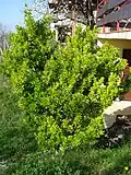 E. japonicus, port érigé (non taillé)