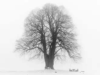 Arbre en Bavière (Grand tilleul à Heiligenstadt (Haute-Franconie)), dans le parc naturel de la Suisse Franconienne.