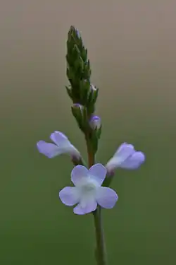 Gros plan sur une inflorescence de verveine officinale