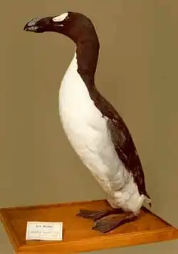 Grand Pingouin adulte empaillé et placé sur un bloc de bois, regardant vers la gauche.