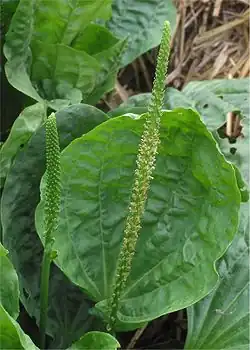 Feuille