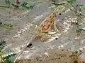 Agama aculeata (Parc transfrontalier de Kgalagadi, Afrique du Sud)