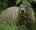Marmotte