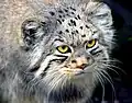un Chat de Pallas