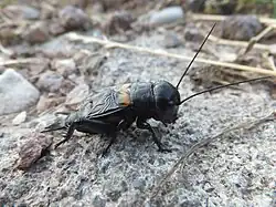Un grillon vu de profil, sur un rocher. Il lui manque la patte arrière gauche.