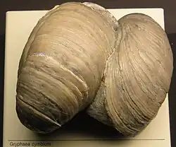 Gryphaea cambium.