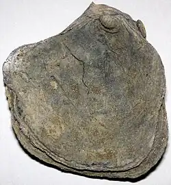 Gryphaea dilobotes.