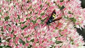 Scolia hirta