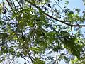 Fruits du guanacaste.