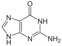 Guanine (G)