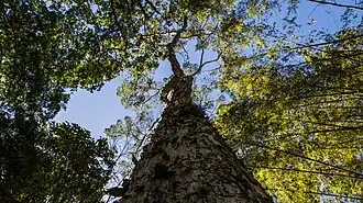 Description de l'image Guarajuba terminalia acuminata contra plonge foto ana huara.jpg.