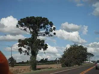 Guaraniaçu
