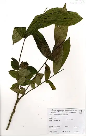 Description de l'image Guarea cedrata (A.Chev.) Pellegr. (GH0262).jpg.