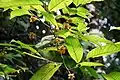 rameau fleuri de Guatteria ouregou à la Réserve naturelle régionale Trésor (Guyane)