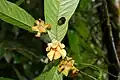 fleurs de Guatteria ouregou