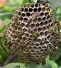 Nid de guêpes