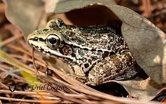Description de l'image Guerreran Leopard Frog imported from iNaturalist photo 35659388 on 6 August 2022.jpg.