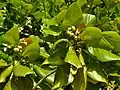 Fruits, îles Raja Ampat, Indonésie