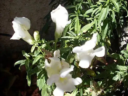 Fleurs blanche.