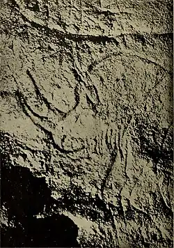 Rhinocéros laineux