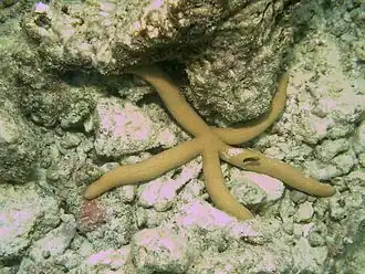 Linckia guildingi
