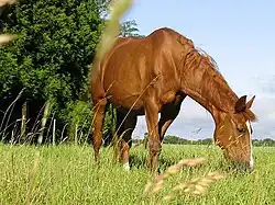 À la campagne.