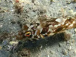 Arothron meleagris