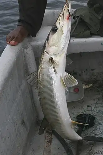 Description de l'image Guinean Barracuda imported from iNaturalist photo 153702160 on 1 February 2023.jpg.