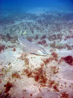 Rhinobatos halavi