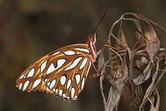 Agraulis vanillae