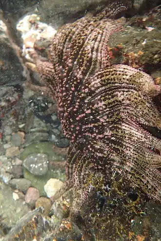 Heliaster kubiniji.