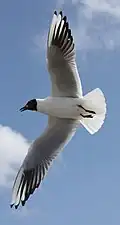 Adulte en vol, plumage d'été