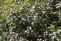Corymbia, (Fruits)
