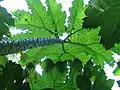 Gunnera × cryptica (hybride entre Gunnera manicata et Gunnera tinctoria) aux feuilles généralement plus profondément découpées au Jardin Jungle