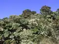 Gunnera insignis (Gunnerales, Gunneraceae), Costa Rica