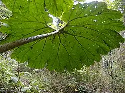 Gunnera manicata 'Aparados da serra' BBM20.BR2261 au jardin jungle