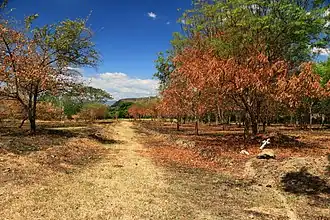 Saldaña (Tolima)