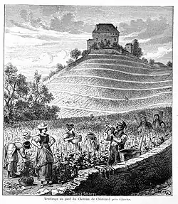 Vendange au pied du Château de Châtelard près Clarens