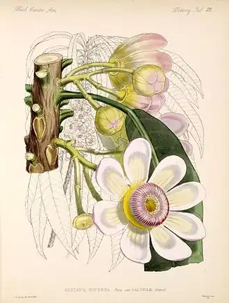 Description de l'image Gustavia_superba.jpg.