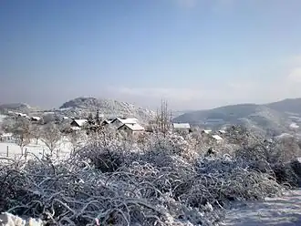 Gustovara