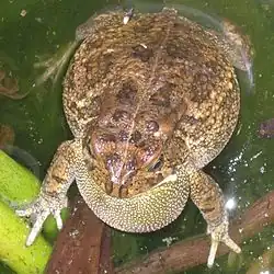 Sclerophrys gutturalis
