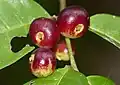 fruits de Siparuna guianensis