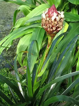 Description de l'image Guzmania farciminiformis (TS) 2-04895.jpg.